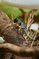 Omnivorous locust in detail in a terrarium.
