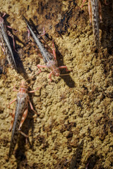 Omnivorous locust in detail in a terrarium.
