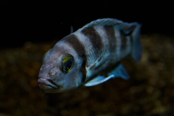 Five-striped Variegated below the surface with a dark background.
