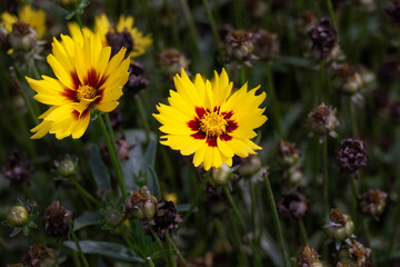 Beautiful yellow and maroon flowers of coreopsis in summer, close up