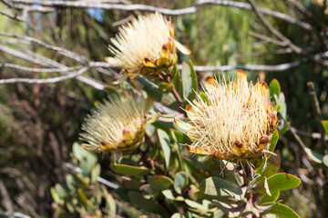 タンザニアのキリマンジャロ登山中の植物