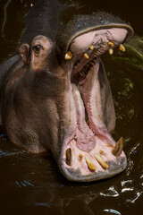 Hippopotamus in murky water with open mouth.

