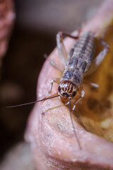 A view of the crickets on the edge of the bowl.
