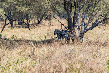 タンザニアのタランギレ国立公園のシマウマ