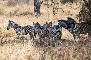 タンザニアのタランギレ国立公園のシマウマ