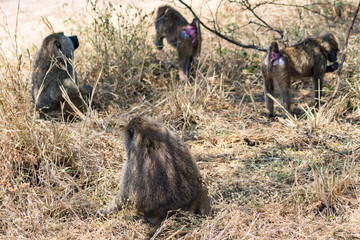 タンザニアのタランギレ国立公園のオリーブバブーン