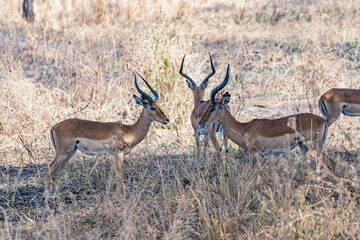 タンザニアのタランギレ国立公園のインパラ