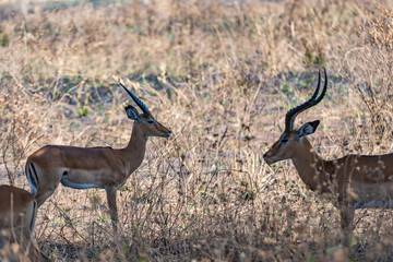タンザニアのタランギレ国立公園のインパラ