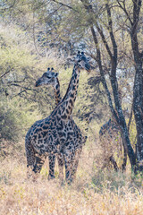 タンザニアのタランギレ国立公園のアミメキリン