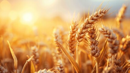 Close-up of golden wheat stalks in a field at sunset, with a soft, warm glow.