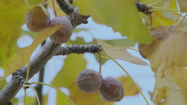 Tokyo,Japan - November 19, 2024: Ripe gingko nuts on a tree in winter