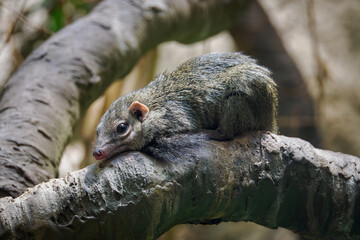 Northern Tana on a branch in detail.
