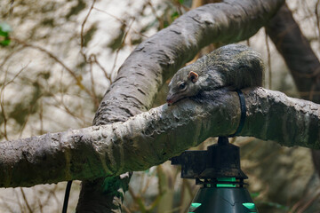 The northern Tana on the trunk is warming up above the lighting.
