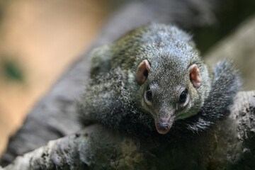 Northern Tana on a branch in detail.
