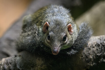 Northern Tana on a branch in detail.
