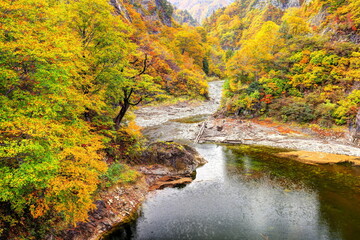 秋の奥只見湖雨池橋周辺の紅葉