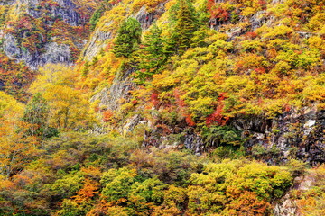 Obraz premium 秋の奥只見湖雨池橋周辺の紅葉