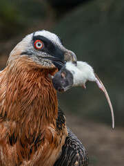 A bearded vulture with a dead bicolor rat in its beak.
