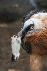 A bearded vulture with a dead bicolor rat in its beak.
