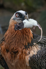 A bearded vulture with a dead bicolor rat in its beak.
