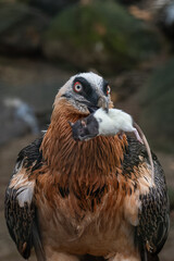 A bearded vulture with a dead bicolor rat in its beak.
