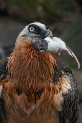 A bearded vulture with a dead bicolor rat in its beak.
