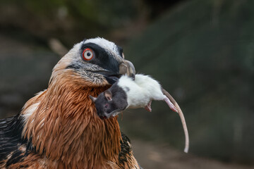 A bearded vulture with a dead bicolor rat in its beak.
