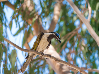 Blue Faced Honeyeater Looking Down