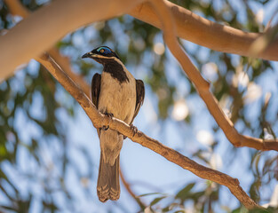 Blue Faced Honeyeater Sits Vertical
