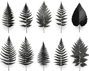 Black and white fern leaves isolated. Perfect for nature-themed designs.