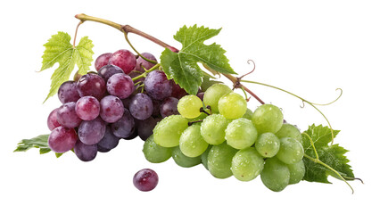 Fototapeta premium Grapevines isolated on white background as transparent. PNG. AI GENERATED.