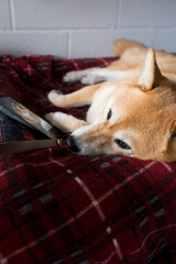 dog sleeping in the bed