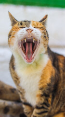 Foto encantadora de um gato bocejando, exibindo seus dentes de forma fofa e espontânea. A imagem captura a expressão relaxada e natural do felino em um momento descontraído.
