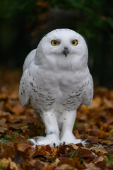 Fototapeta premium Snowy owl on the ground in autumn leaves. 