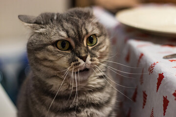 A cute gray British cat with light green eyes sits at the table and sneezes