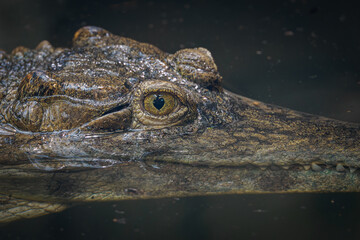 Detail of crocodile head in water.
