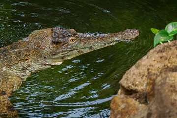 Obraz premium Detail of crocodile head in water. 