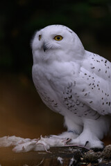 Snowy owl with a dead white mouse on a tree stump.
