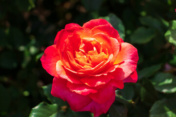 大輪の鮮やかな赤いバラの花