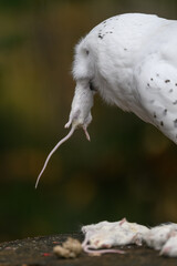 A snowy owl holds a dead white mouse in its beak.
