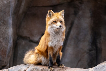 red fox portrait 