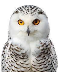 Obraz premium Portrait of a snowy owl isolated on transparent background