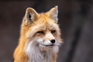 red fox portrait