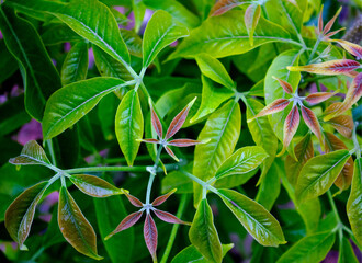 close up of leaves