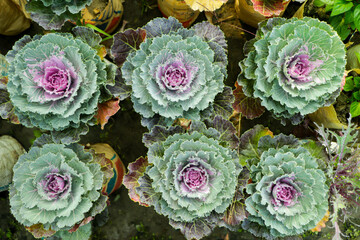 Purple and green Cabbage Flower closeup in garden