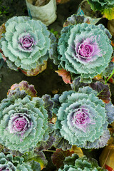 Close up purple cabbage flower in ornamental garden.