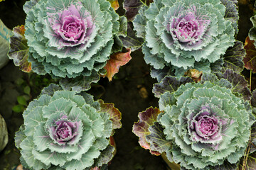 Ornamental brassica cabbage with green purple leaves. Coloured leaves of ornamental cabbage.