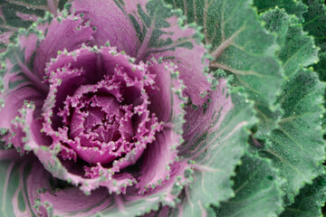 Flowering decorative purple-pink cabbage plant in garden.
