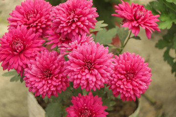 Pink Chrysanthemums in the autumn garden .Background of many small pink flowers of Chrysanthemum. Beautiful autumn flower background. Chrysanthemums Flowers blooming in garden