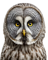 Obraz premium Portrait of a great grey owl isolated on transparent background